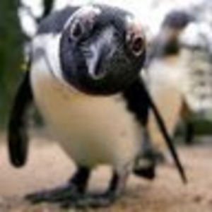 Meet your Posher, Diesel